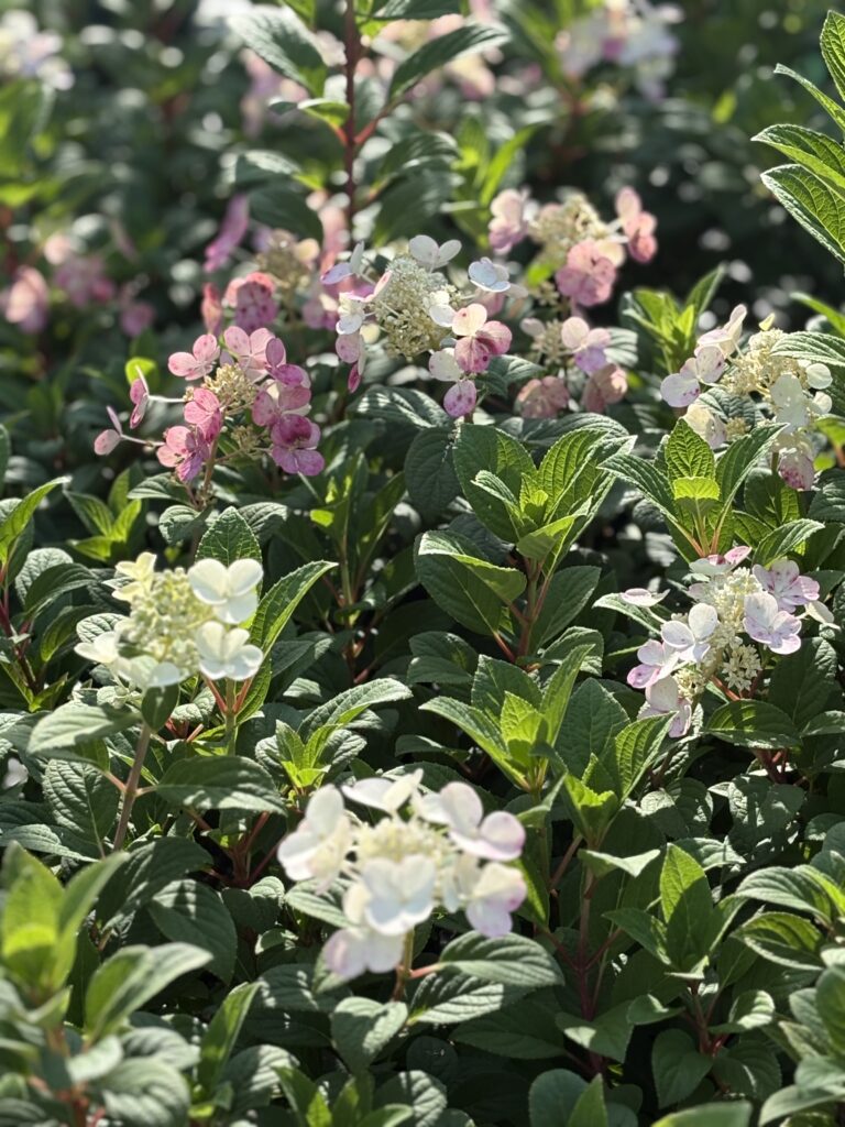 nursery